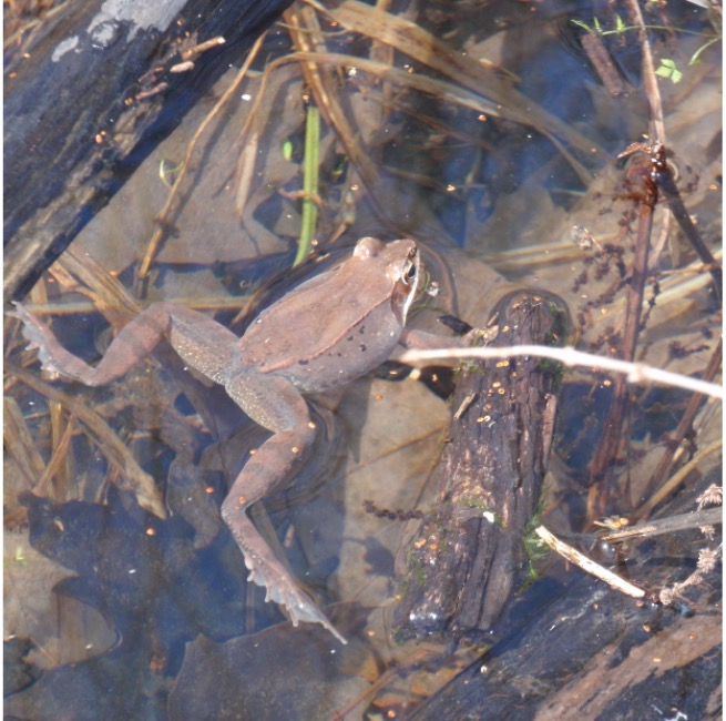 Early Researcher Award