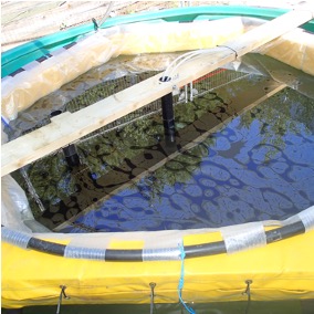 NSERC Alliance Grant